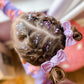 Lavender Knotted Piggy Set